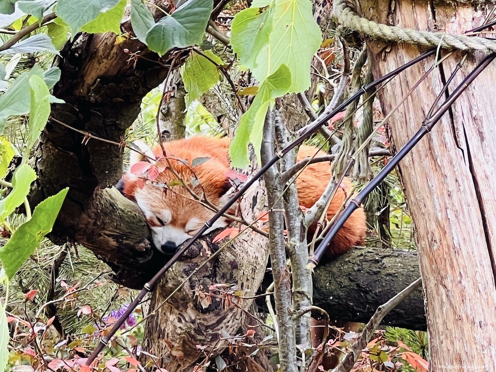 red panda sleeping in a tree during our visit