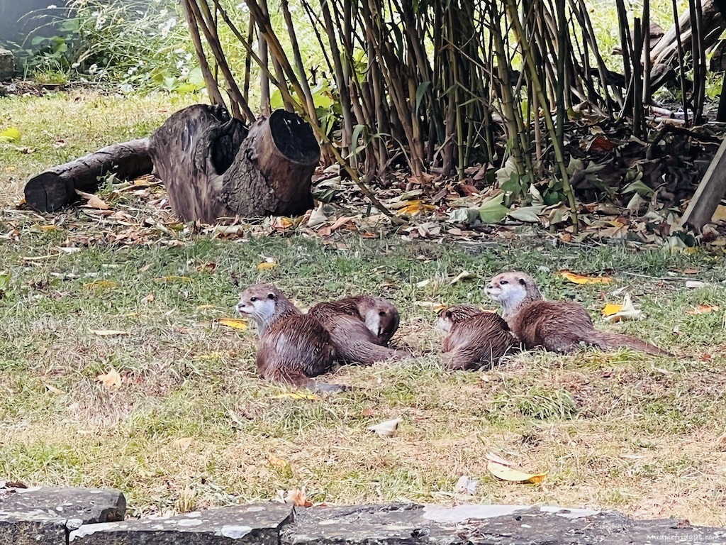 four otters on the grass waiting to be fed