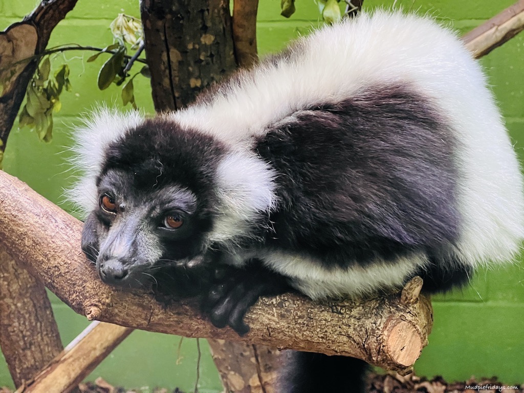 black and white lemur animals at Marwell Zoo