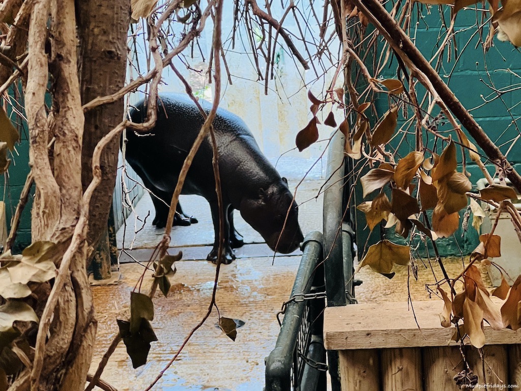 pigmy hippo animals at Marwel Zoo all included in the price of Marwell Zoo admission ticket
