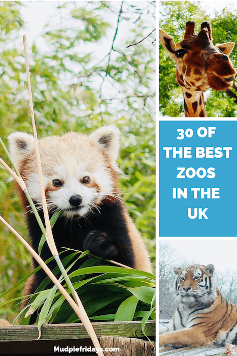 There we have 30 of the best zoos in the UK. Do you think we have missed any wildlife parks or UK zoos? I would love to hear about your top zoos in the comments below.