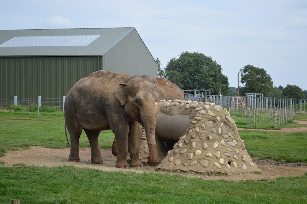 The elephants at ZSL Whipsnade Zoo