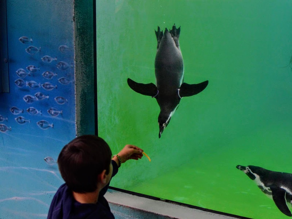 Watching the penguins at Folly farm park and zoo