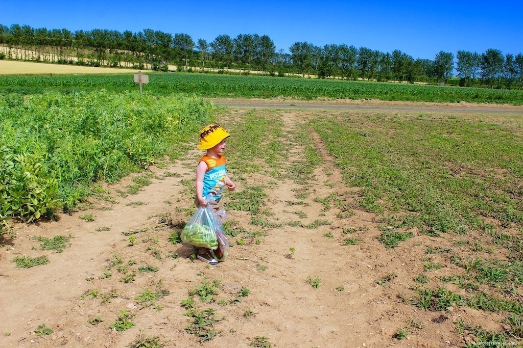 Roundstone pick your own fruit and vegetable farm