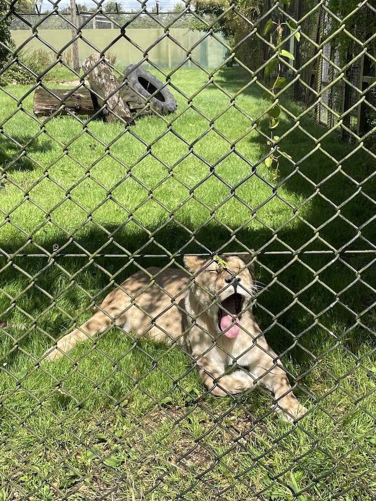 A lioness at Howletts Wild Animal Park