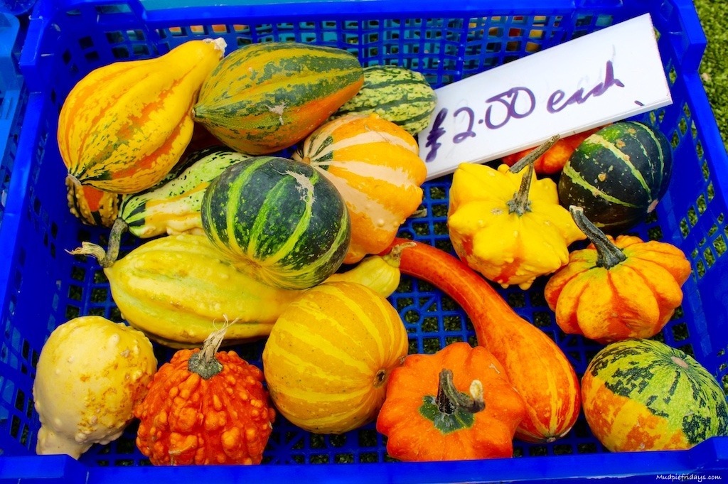 Colourful gourds for sale