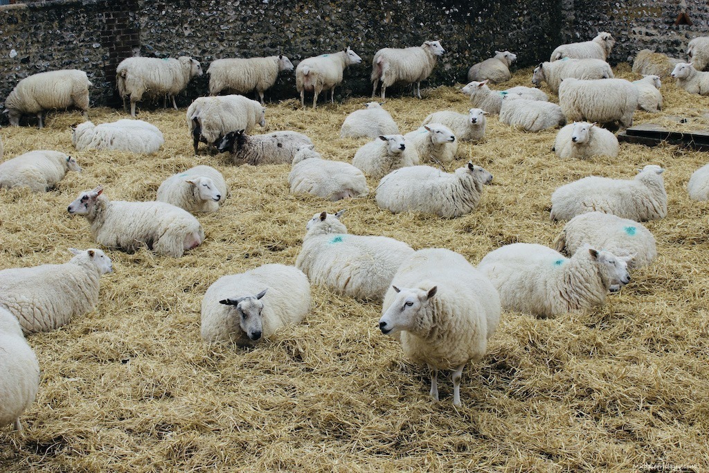 Saddlescombe farm lambing season