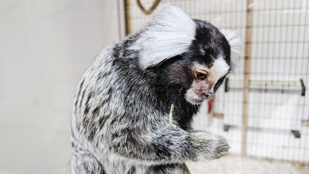 Monkey at Amazona Zoo in Cromer