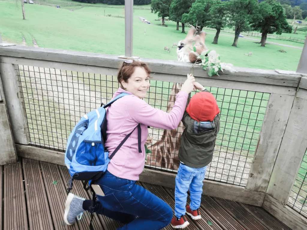 Feeding the giraffes at Longleat safari park