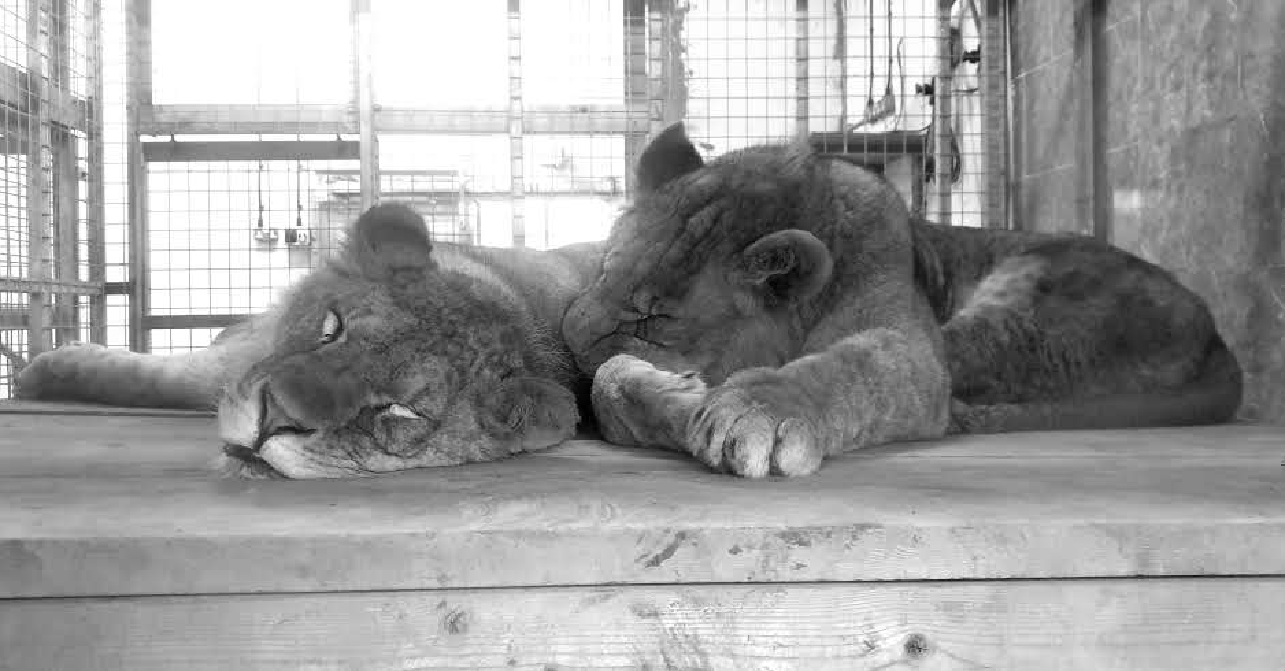 The lion cubs at Noahs Ark Farm Zoo