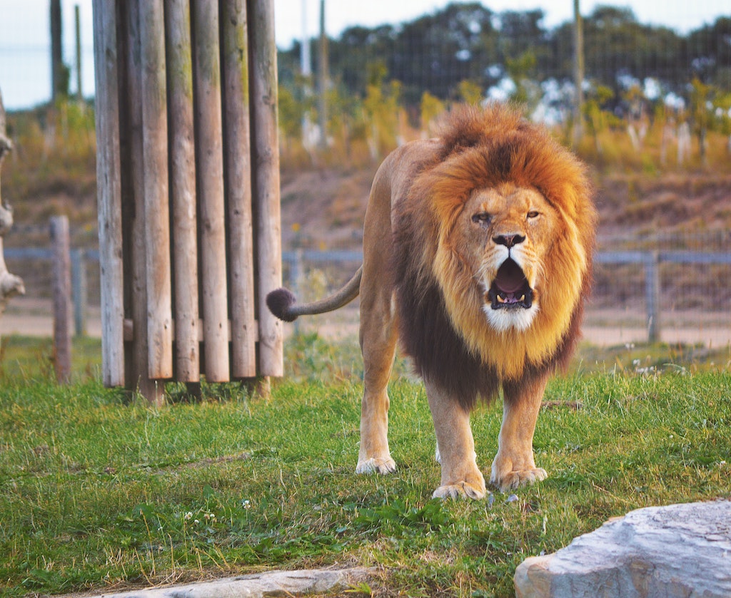 Lion at Yorkshire Safari Park