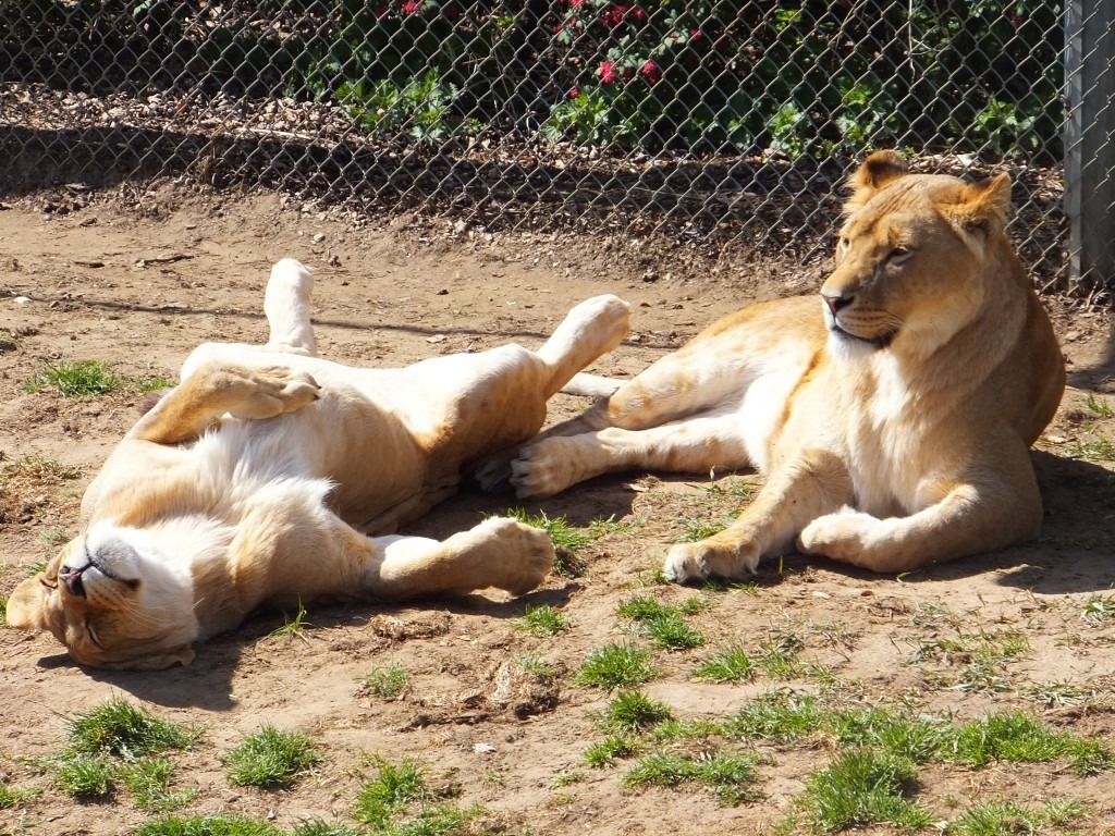 The pride of lions at Africa Alive Zoological Reserve
