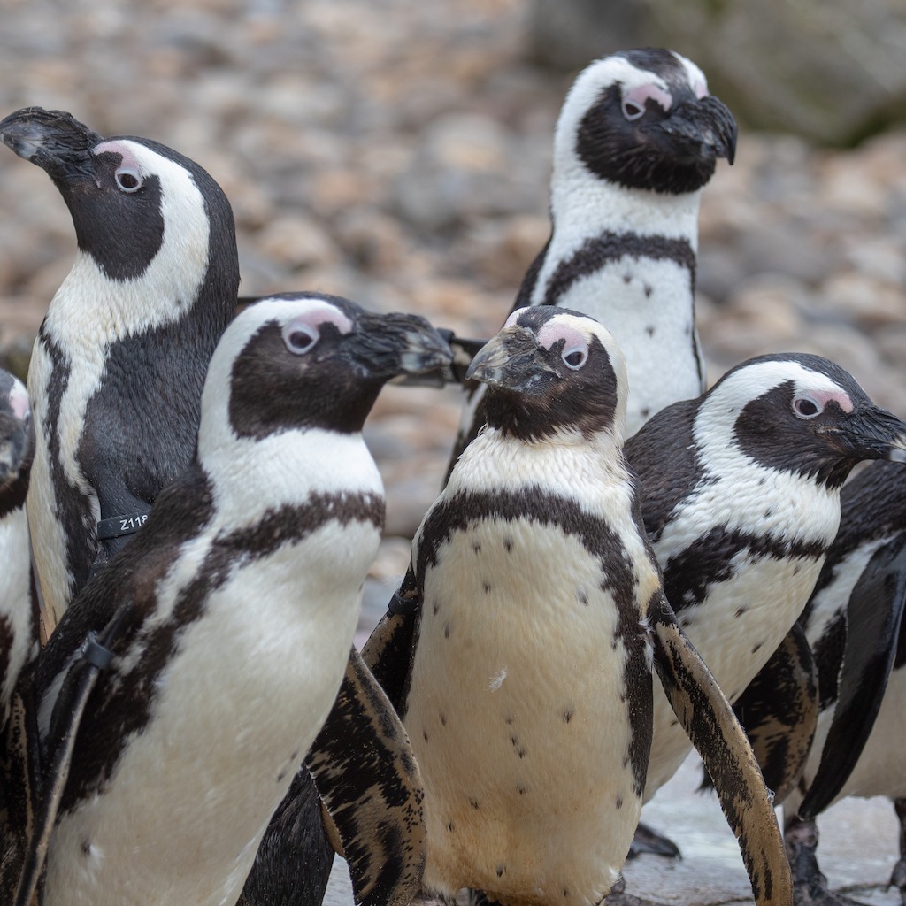 The penguins at Banham Zoological Gardens - Zoos in the UK and England