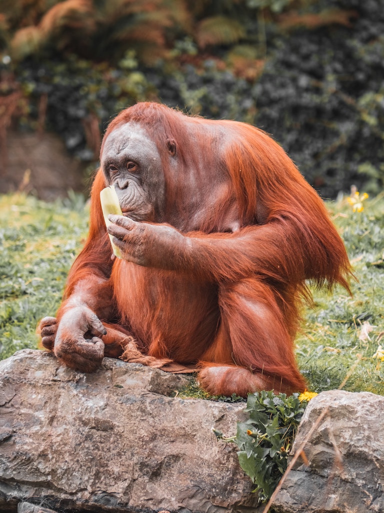 An orangutang at Dublin Zoo