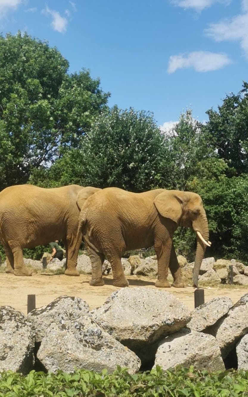 The elephants at Colchester Zoo