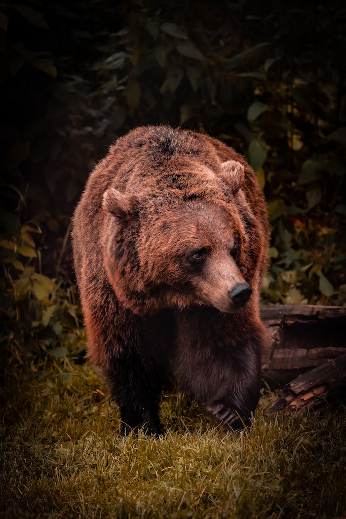 European brown bear at the wild place project in bristol
