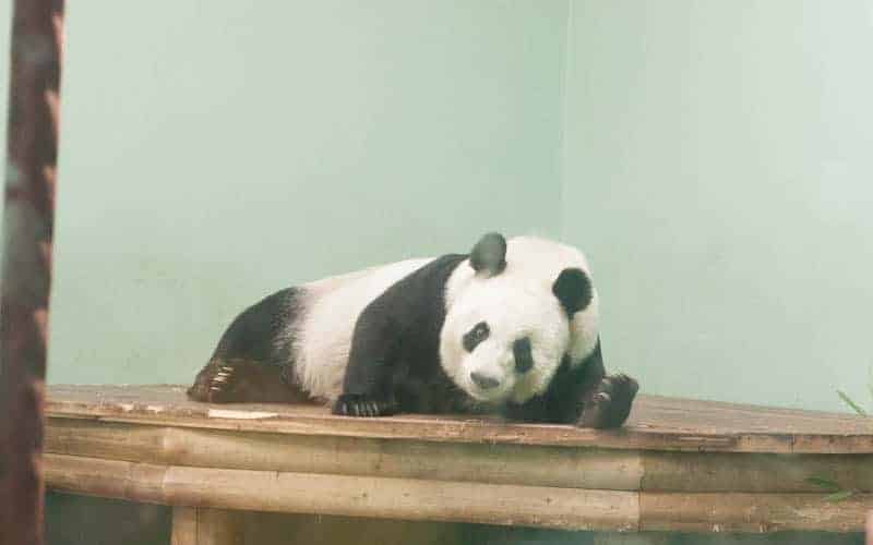 The panda at Edinburgh zoo