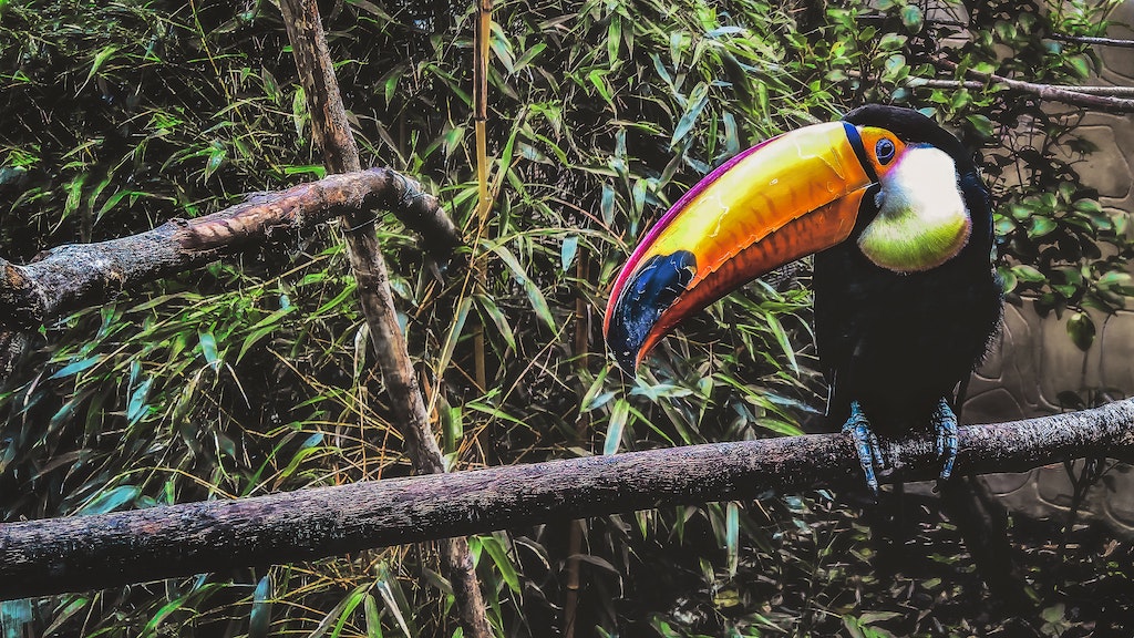 Toucan at Belfast Zoo