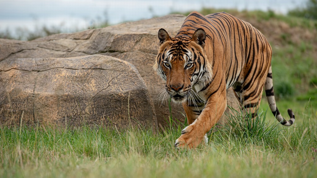 Malaysian tiger in captivity at Hamerton zoo