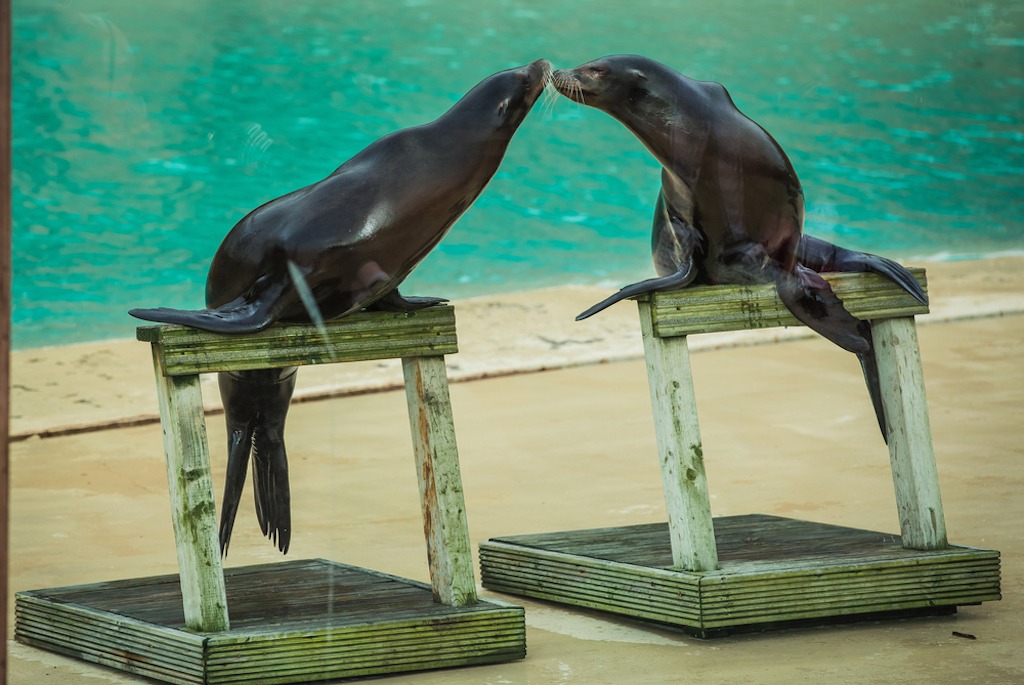 Two Seals or Sea lions kissing on wooden podiums balancing on the flippers in-front of the pool in a Blackpool Zoo in England performing tricks and skills for an arena full of tourists entertainment