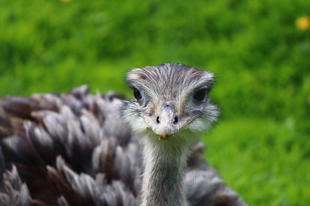 An emu at Northumberland County Zoo