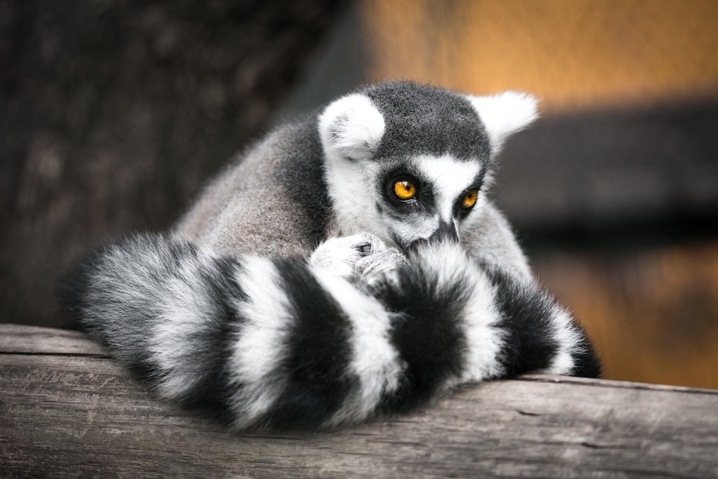 The best UK zoos - picture of a lemur on a walk through enclosure