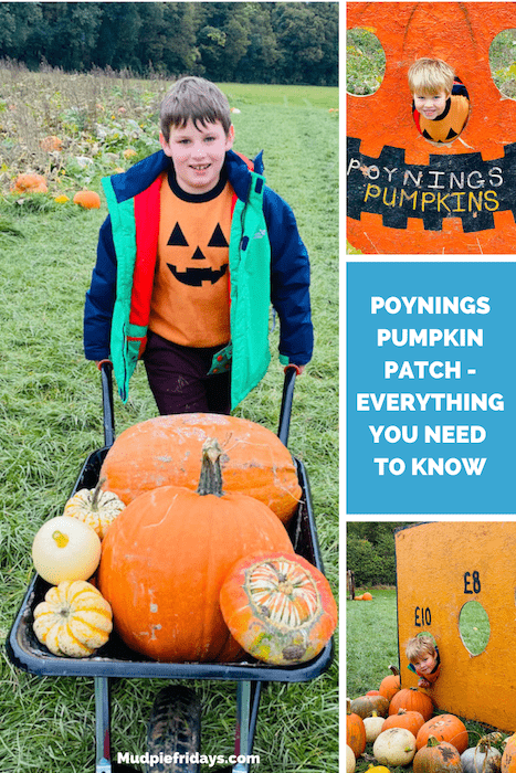 Poynings Pumpkin Patch - Everything you need to know