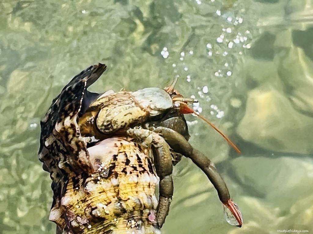 Hermit crab that we found on Rezaliste Beach