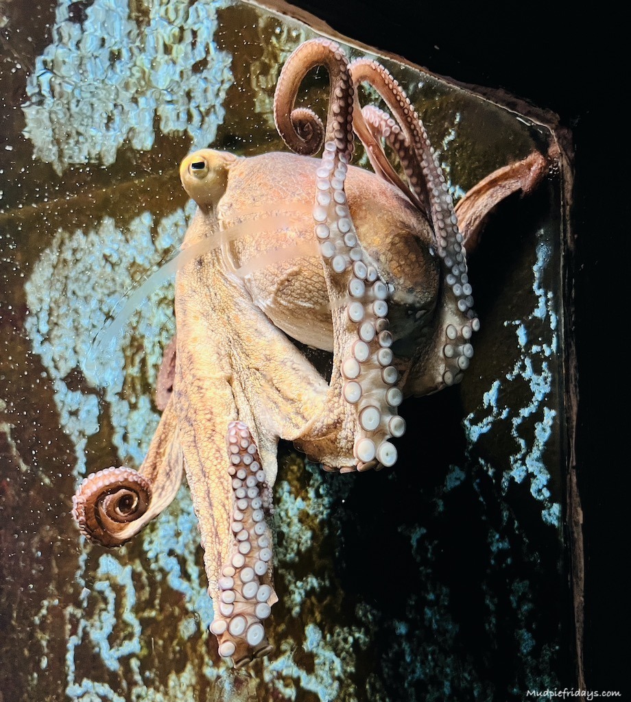 Octopus at Dubrovnik aquarium