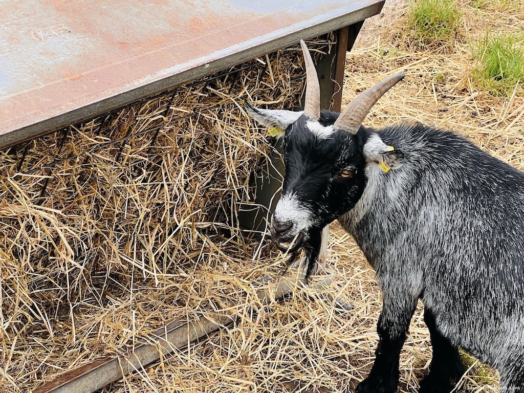 Goat at the farm
