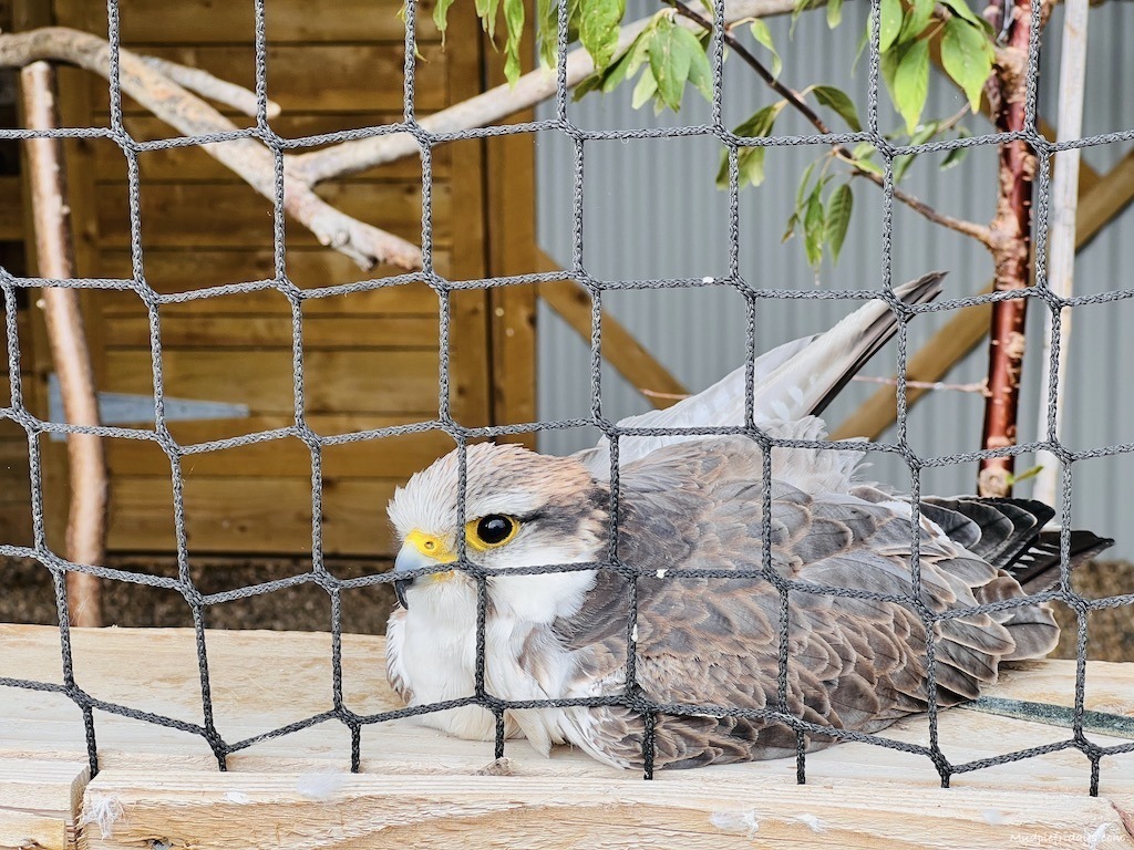 One of the Falcons at the Raptor Centre at Hobbledown