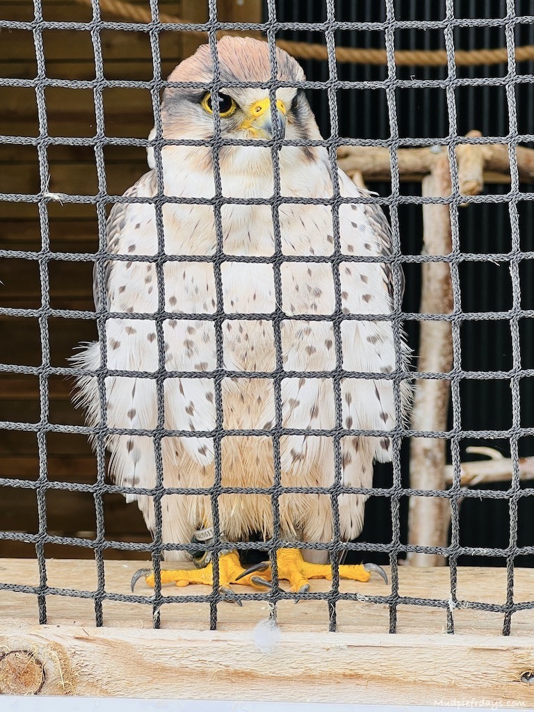 One of the Falcons at the Raptor Centre at Hobbledown