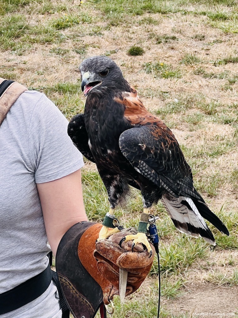 A red back hawk at the bird of prey display