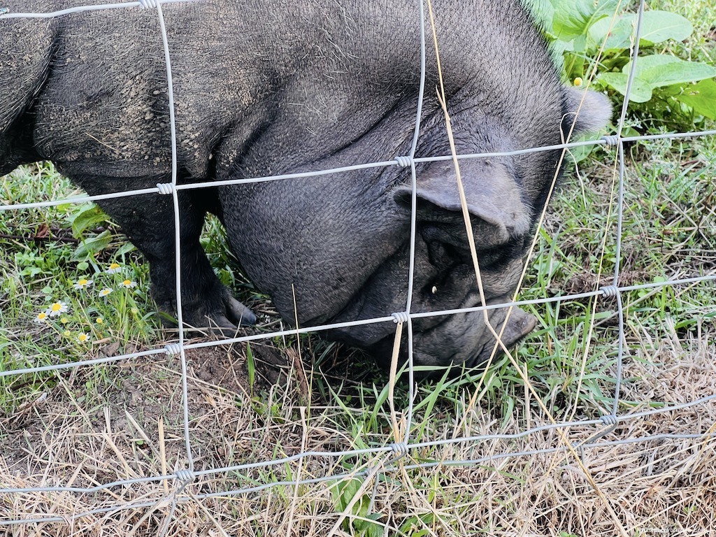 pig on the farm