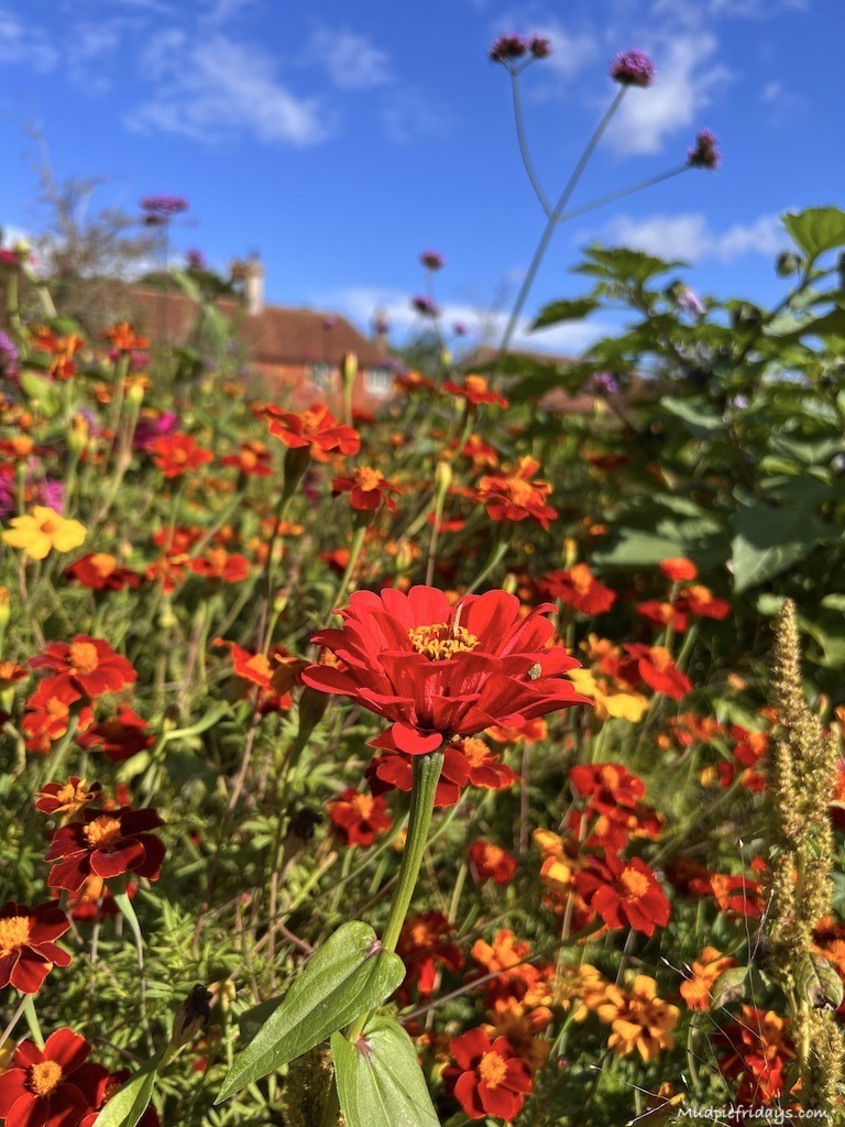 The perennial cutting garden at Perch Hill