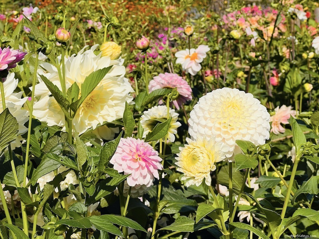 Sarah raven dahlia at Perch Hill gardens in east sussex