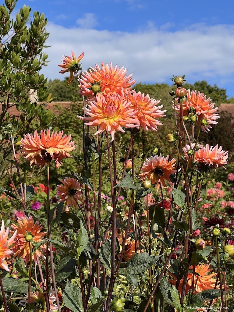 Sarah raven dahlia at Perch Hill gardens in east sussex