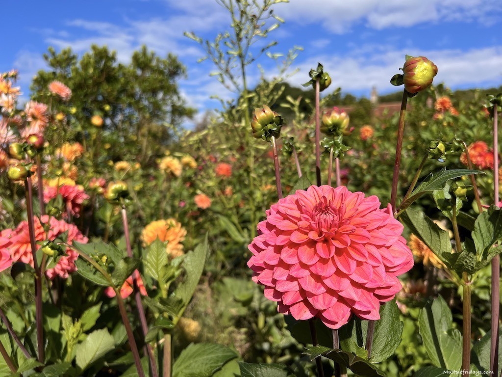 Sarah raven dahlia at Perch Hill gardens in east sussex