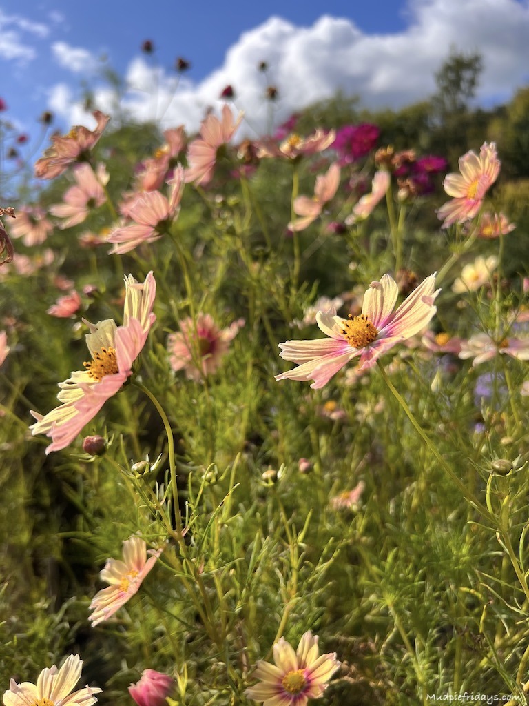 Sarah Raven cosmos 