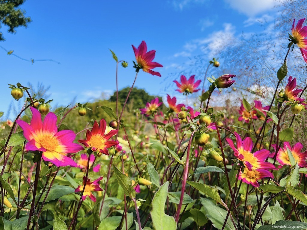 Sarah raven dahlia at Perch Hill gardens in east sussex