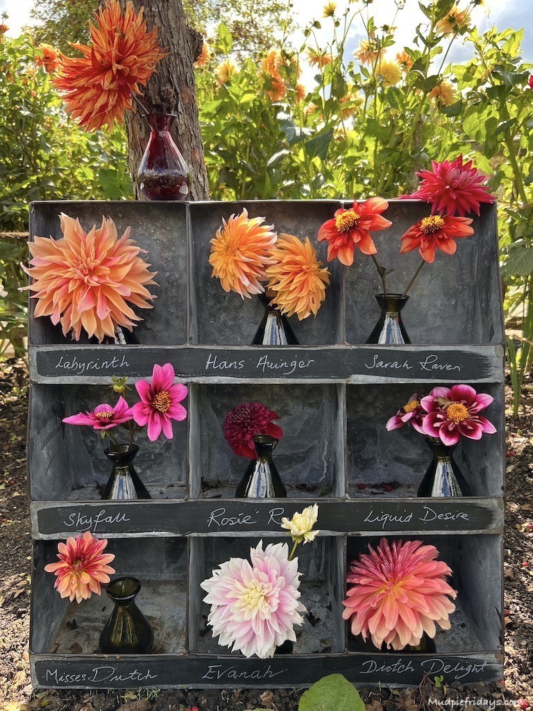 different flowers on display at Perch Hill 