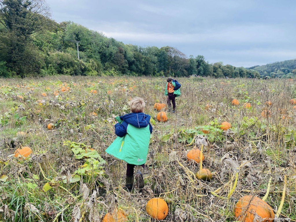 Pumpkin picking at Poynings