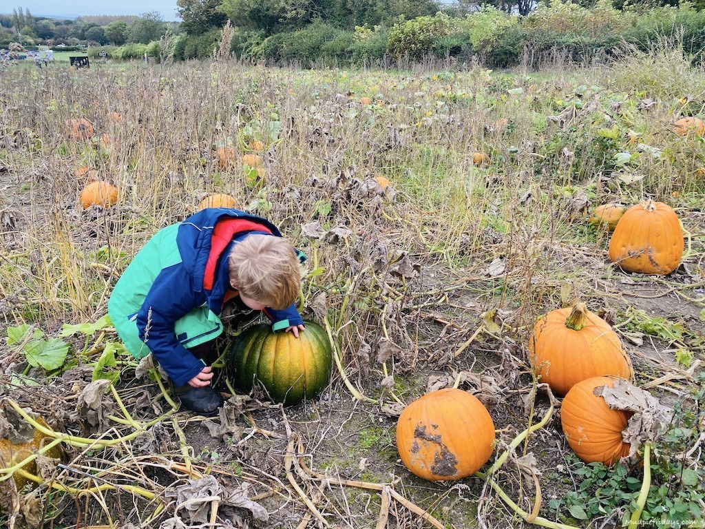 Pumpkin picking at Poynings