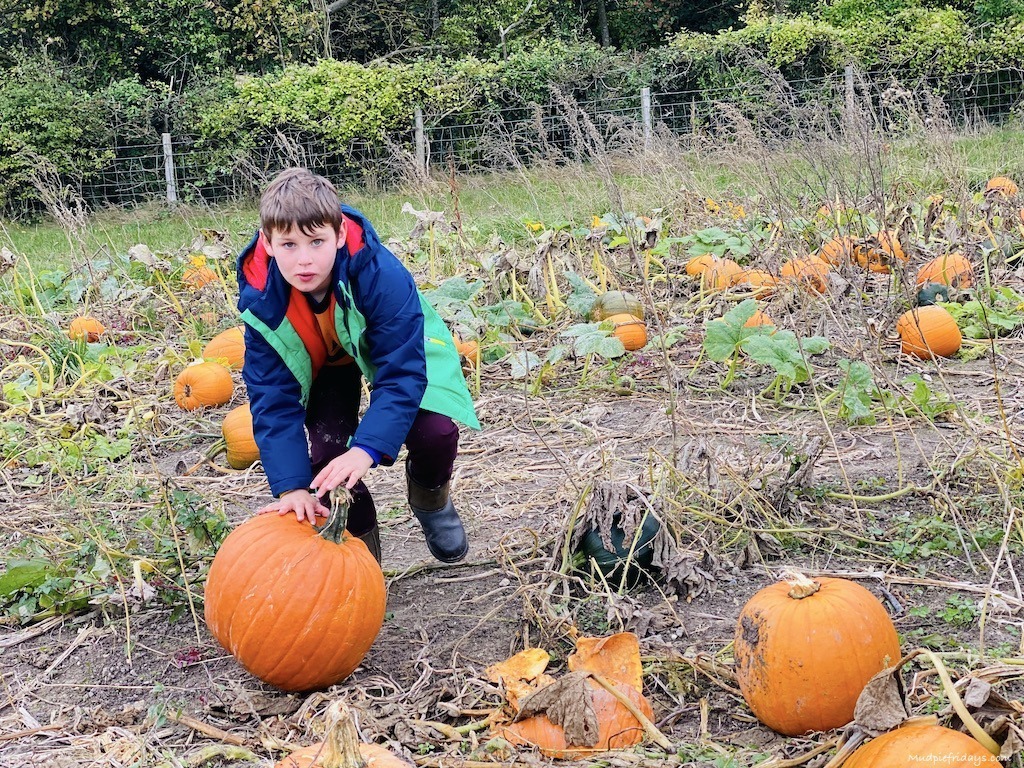 Pumpkin picking at Poynings