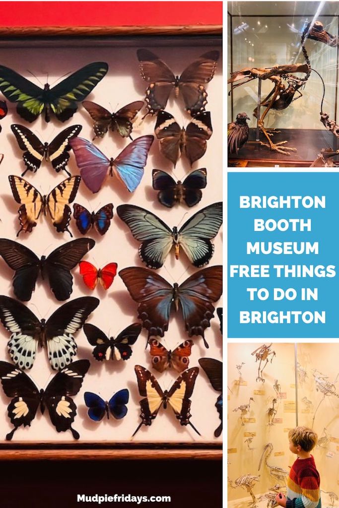 Brighton Booth Museum - free things to do in Brighton