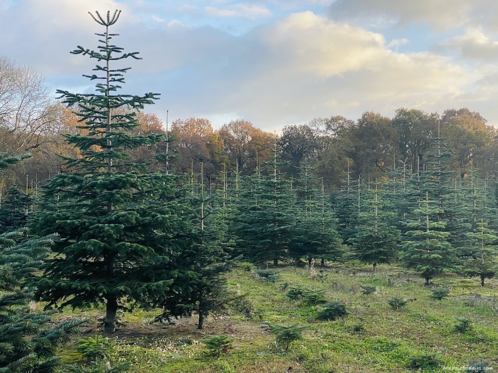 Sussex Christmas Tree Farm