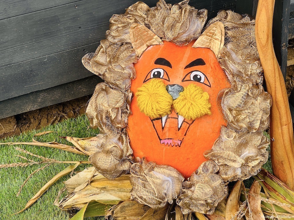 A lion pumpkin at rogate pumpkin patch