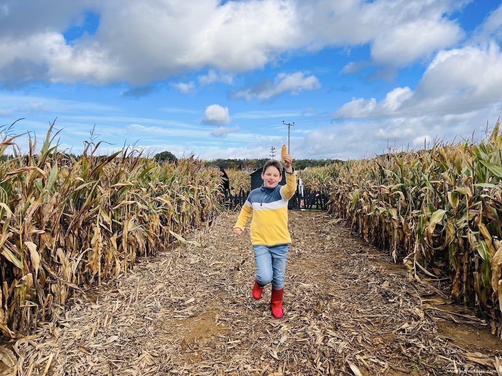 Charlie with corn in the mazie