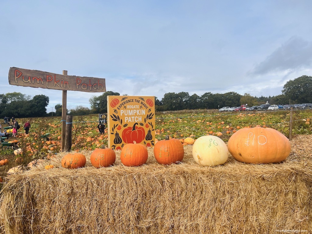 the different price of pumpkins by size at rogate pumpkin patches