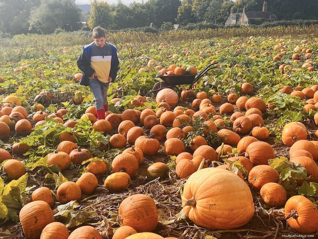 charlie in among the pumpkins